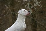 DOGUE ARGENTIN 489